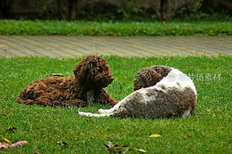 动物家庭两只母狗Lagotto Romagnolo